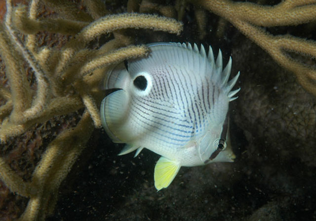 Chaetodon capistratus (Pesce farfalla quattr'occhi)